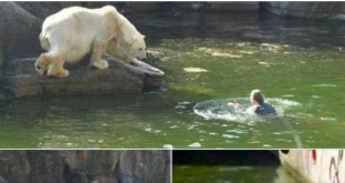 32 years old woman attacked by polar bear in Berlin Zoo