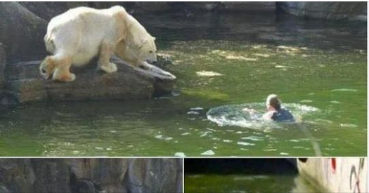 32 years old woman attacked by polar bear in Berlin Zoo