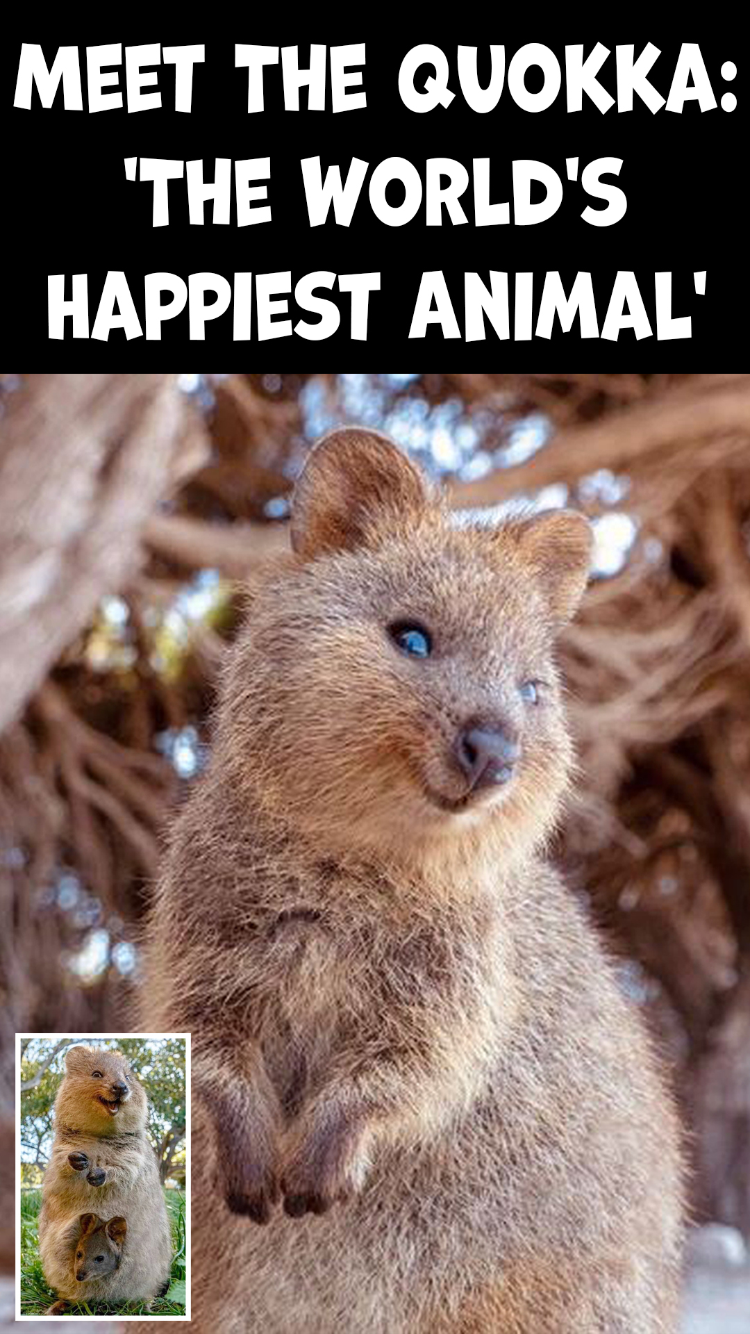 Meet The Quokka – ‘The World’s Happiest Animal’