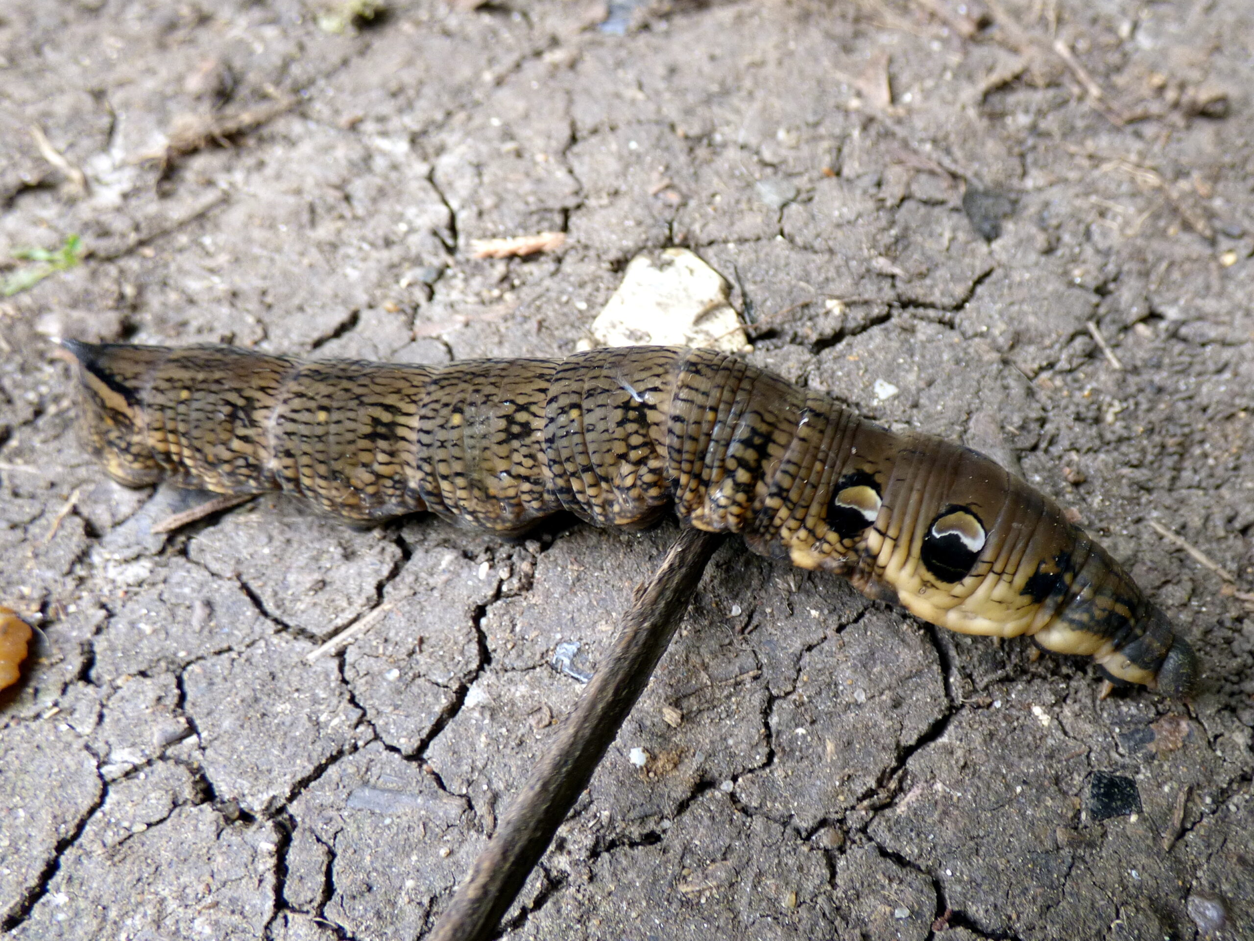 Caterplilar that looks like two headed snake