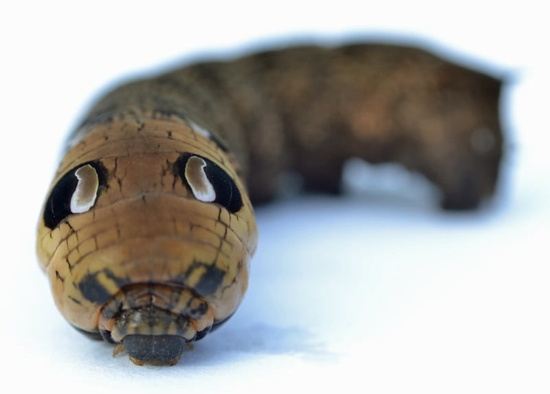 Caterplilar that looks like two headed snake