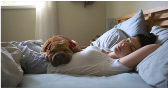 Research Shows Women Sleep Better Next To Dogs