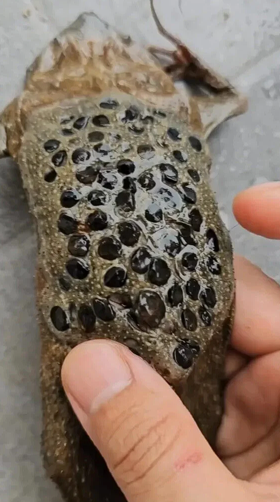 Surinam Toad