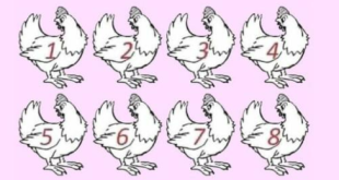 Which chicken in different