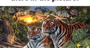 Finding the Tigers