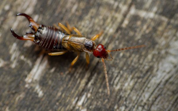 Getting rid of earwigs