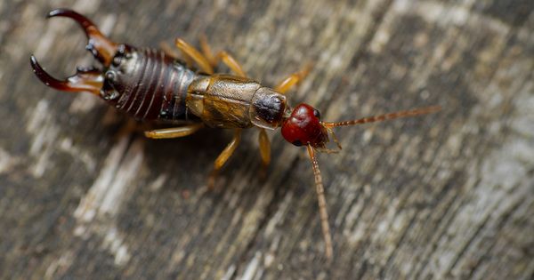 Getting rid of earwigs