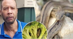 “Shocking Encounter: Man’s Horrifying Discovery Inside Bag of Aldi-Bought Broccoli”