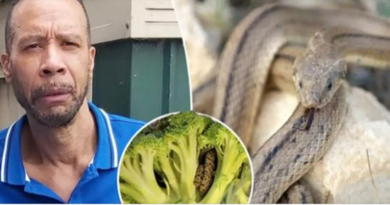 “Shocking Encounter: Man’s Horrifying Discovery Inside Bag of Aldi-Bought Broccoli”