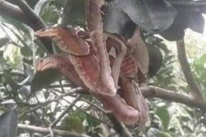 The Atlas moth disguises itself as a snake to survive