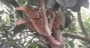 The Atlas moth disguises itself as a snake to survive