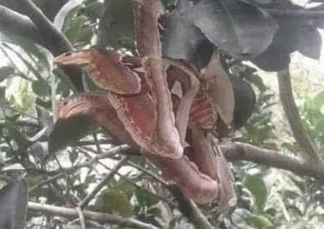 The Atlas moth disguises itself as a snake to survive