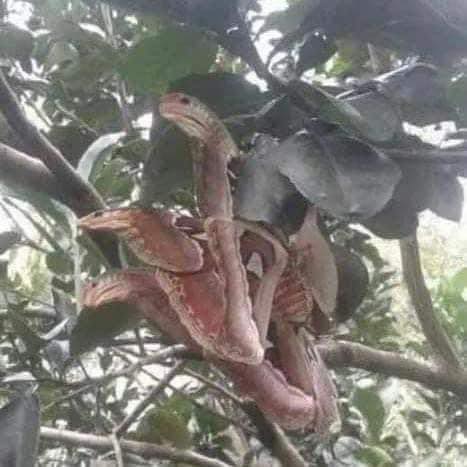 The Atlas moth disguises itself as a snake to survive