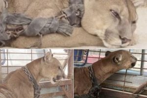 After 20 Years in Captivity, See a Circus Lion’s Emotional Reaction to Freedom (VIDEO)