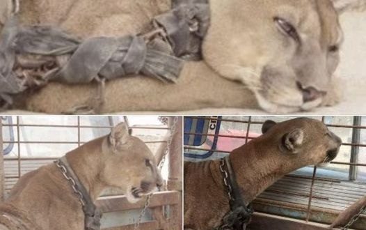 Circus lion was locked up for 20 long years, now watch his reaction when he’s released