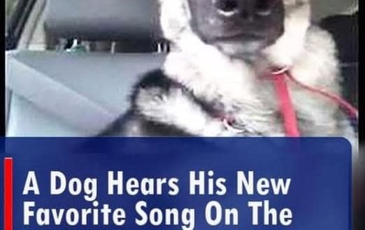 Dog Hears His New Favourite Song on the Radio.