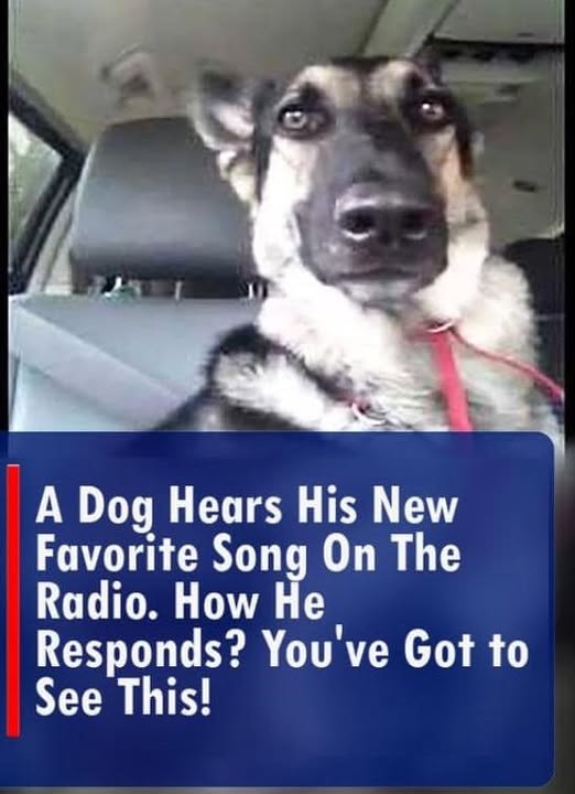 Dog Hears His New Favourite Song on the Radio.