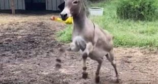 Donkey goes nuts when he gets a squeaky toy — The video will crack you up!