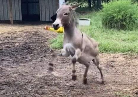 Donkey goes nuts when he gets a squeaky toy — The video will crack you up!