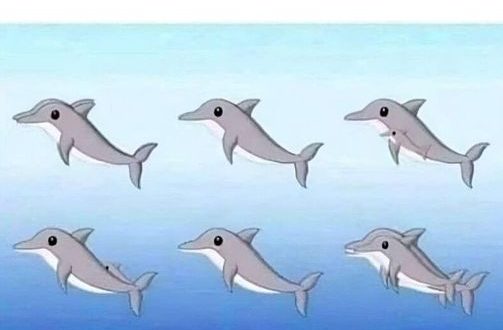 How Many Dolphins Are in the Picture?