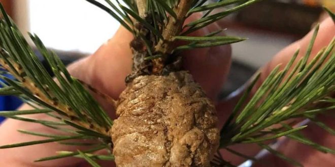 I Didn’t Realize This Was Possible! Praying Mantis Eggs in Christmas Tree