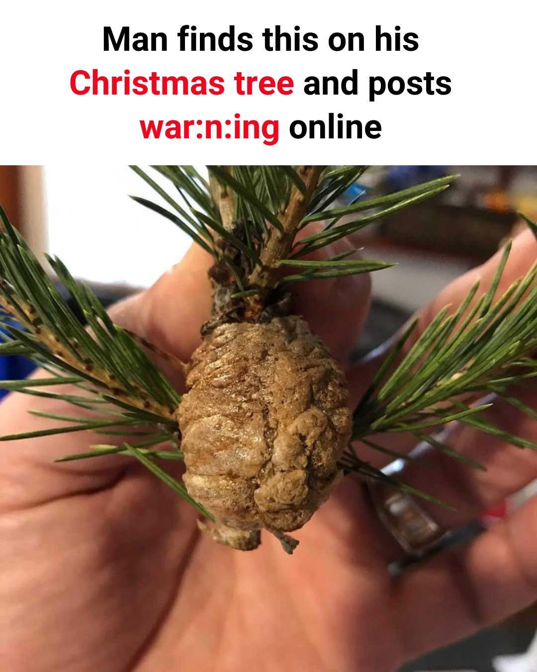 I Didn’t Realize This Was Possible! Praying Mantis Eggs in Christmas Tree