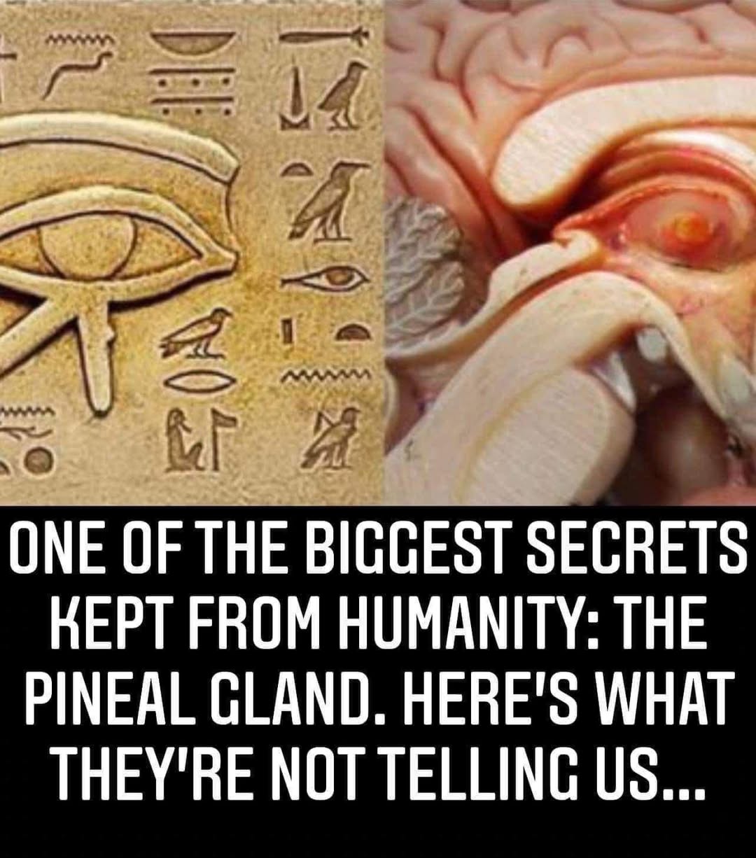 One of the biggest secrets kept from humanity: The pineal gland