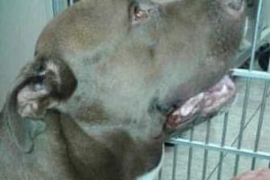 Pit bull without a leash rushes towards screaming child, then owner discovers horrible reason why