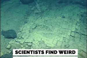 Scientists find strange “Yellow Brick Road” at the bottom of the Pacific Ocean