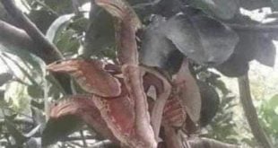 The Atlas moth disguises itself as a snake to survive