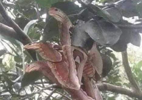 The Atlas moth disguises itself as a snake to survive