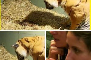 Tiger gives birth to a lifeless cub only to have caretakers astonished when her mother’s instincts kick in