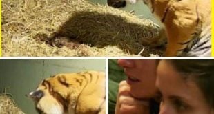 Tiger gives birth to a lifeless cub only to have caretakers astonished when her mother’s instincts kick in