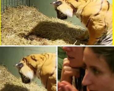 Tiger gives birth to a lifeless cub only to have caretakers astonished when her mother’s instincts kick in