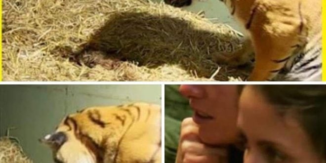 Tiger gives birth to a lifeless cub only to have caretakers astonished when her mother’s instincts kick in