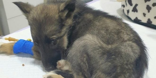 Vet Gives Puppy Death Sentence, Reaches for Needle – Then Boss Takes Look at Her Paws and Shouts Out