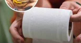 What It Means If You Always Need to Poop Straight After Eating