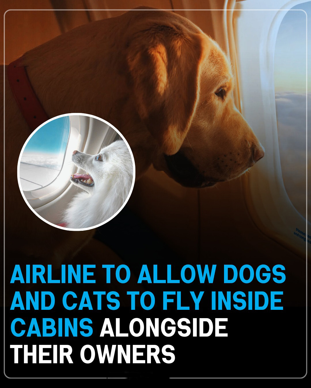 Airlines That Will Allow Dogs and Cats in The Cabin