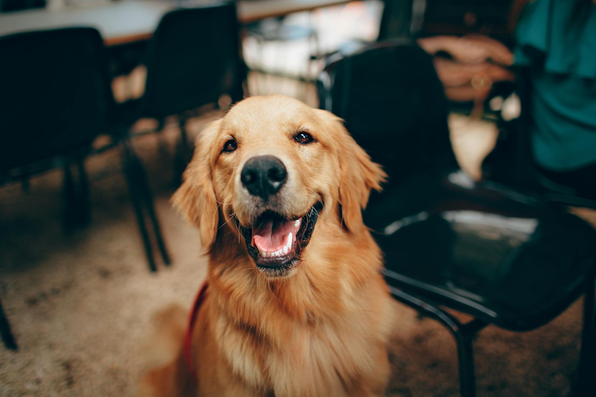 A dog sitting near a chair | Source: Pexels