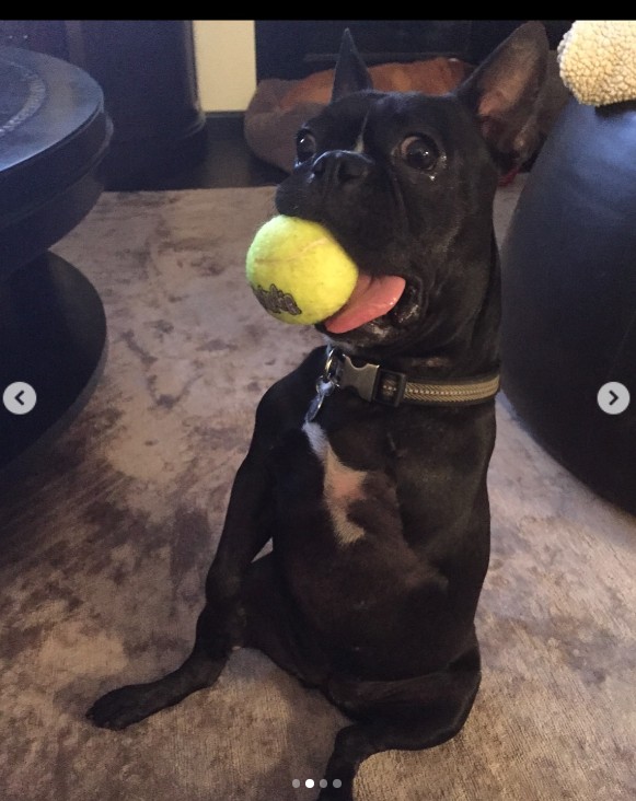 Chrissy Teigen and John Legend's late dog, Penny, playing with a ball in a post dated January 26, 2025 | Source: Instagram/chrissyteigen