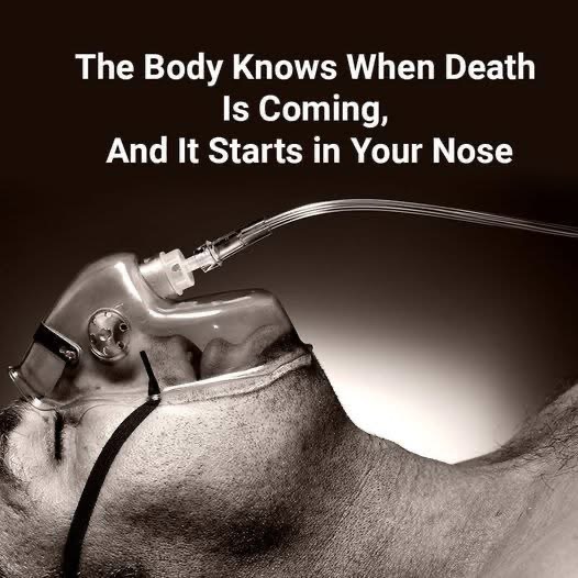 A research reveals your body knows when death is near, and it all starts in the nose