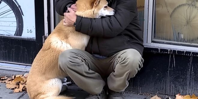 Every Day, A Dog Visits A Closed Store, And A Poor Boy Follows The Dog And Finds Out The Truth—Today’s Story