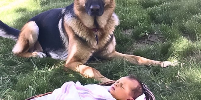 Man Hears His Dog Barking from Afar, Finds It Sitting near an Abandoned Baby – Story of the Day