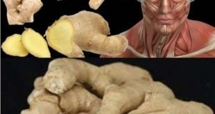 Surprising Health Benefits of Eating Ginger Every Day