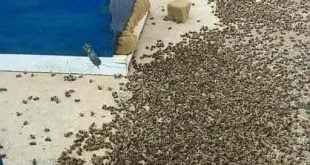 Thousands of Dead Bees Highlight the Devastating Effects of Pesticides