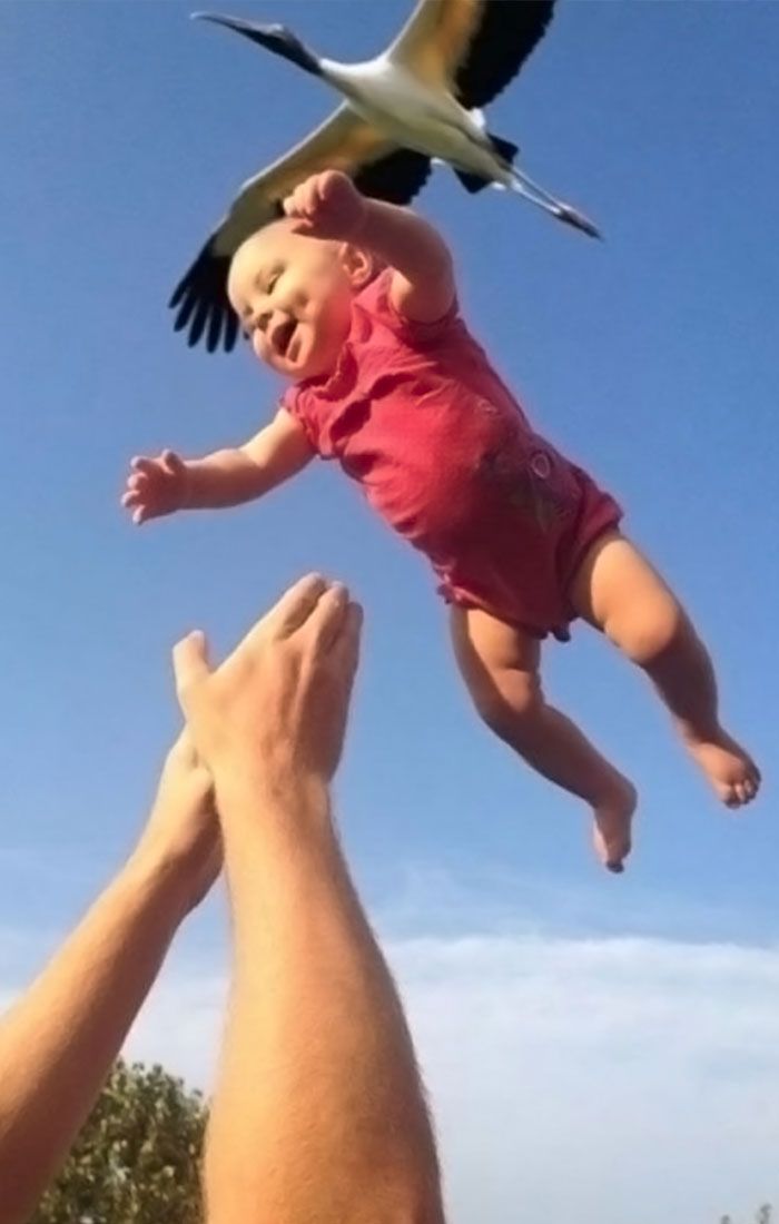 Funny photo of stork dropping baby