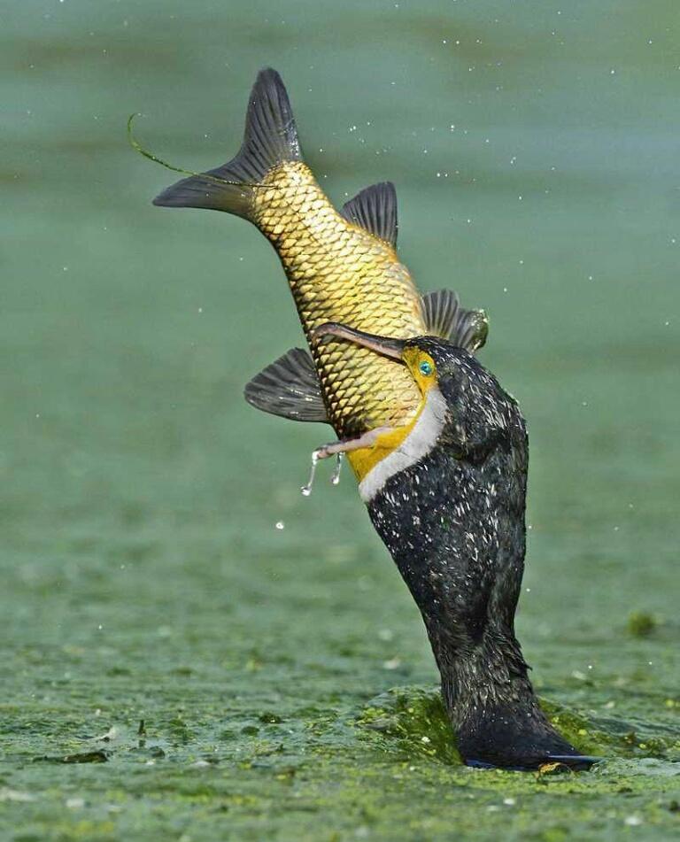 Perfectly timed photo of bird eating fish