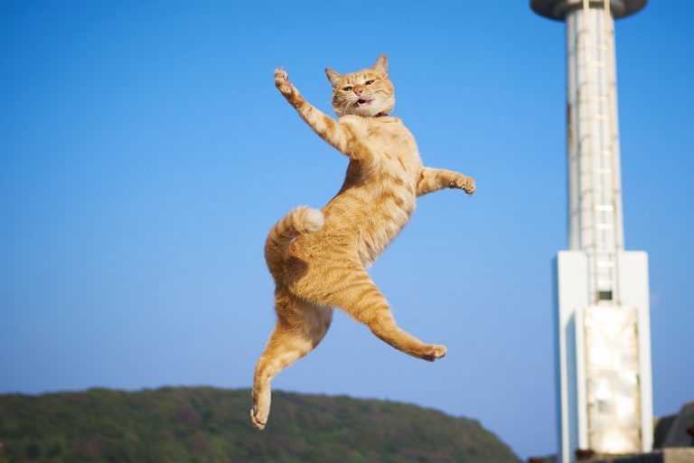 Funny photo of jumping cat