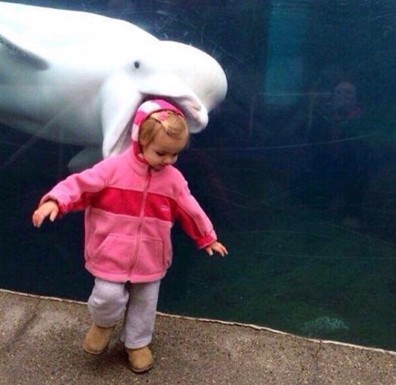 Perfectly timed photo of dolphin behind toddler