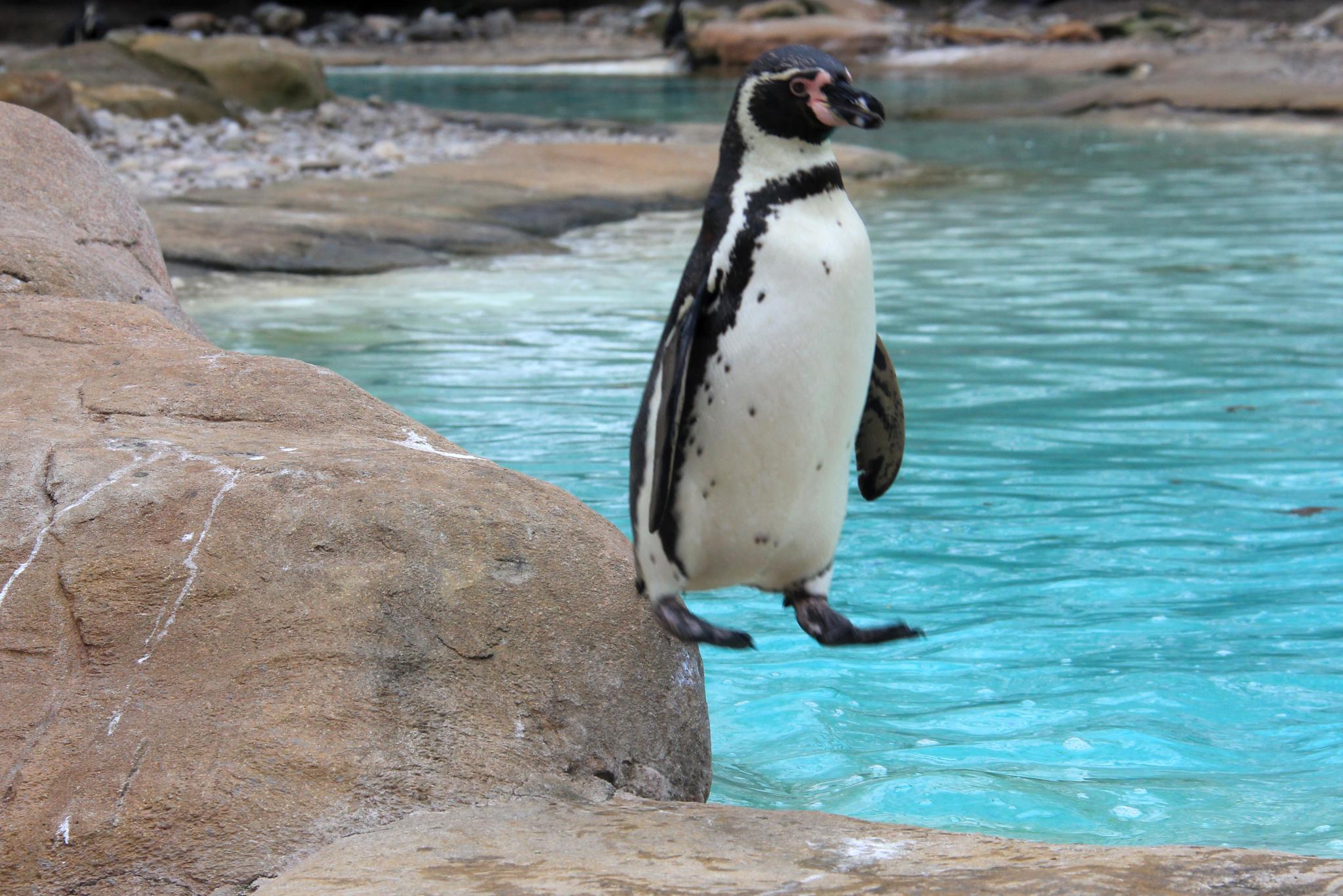 Funny photo of weird penguin